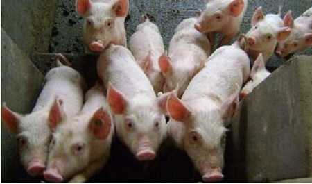 隔离舍病猪日常饲养管理如何操作？