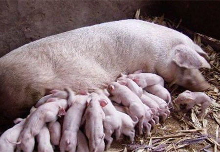 母猪饲养管理存在的误区！
