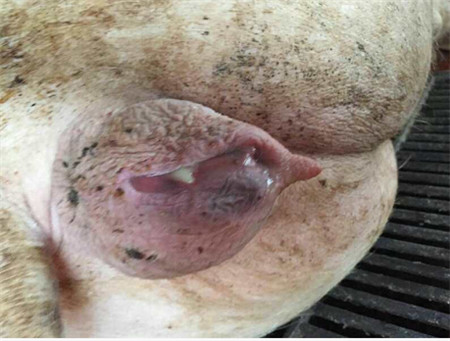 母猪产道炎症——这个“隐形杀手”要警惕！