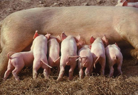 有多少养猪户明白母猪的健康和效益是喂出来的？
