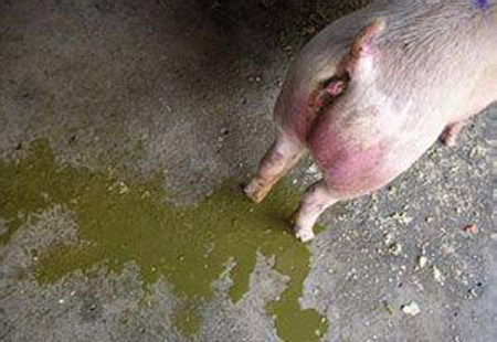 据说，养猪高手都是能够看尿识病的