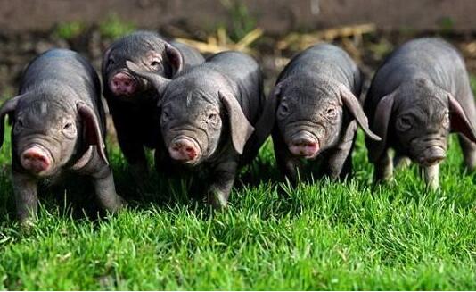 农业部公布第六批国家级保种场名单 梅山猪保种场摘得“国字号”