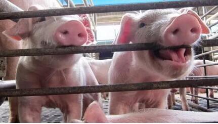 要警惕西方借环保牌 毁灭中国养猪业！