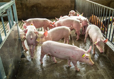 产仔阶段，猪场管理的常见十大漏洞！