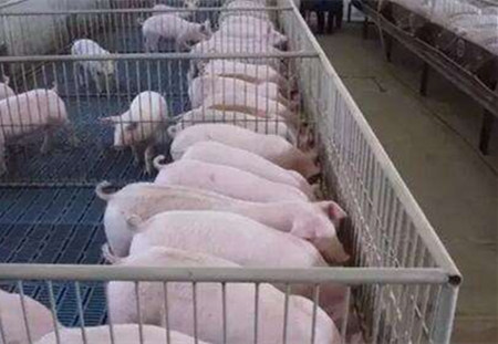 重视保育猪饲养，未来出栏快！