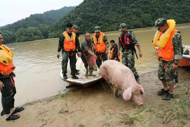 江西现史上最命硬母猪，被山洪冲到下游20公里生还