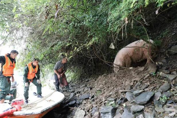 江西现史上最命硬母猪，被山洪冲到下游20公里生还