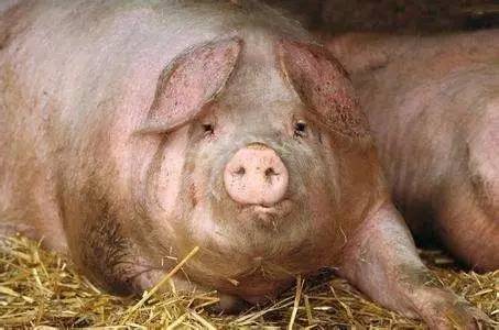 夏季母猪低烧不食的原因及防治措施