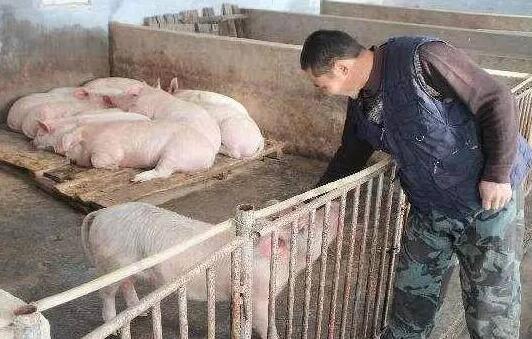 小养猪场卖猪常吃亏，只是行情的问题吗？