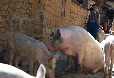 夏天肥猪采食量下降的原因和解决办法！