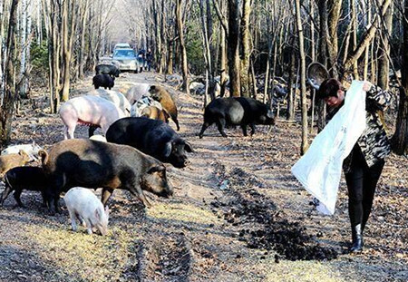 散养法养猪与固定栏舍法养猪的优劣势分析