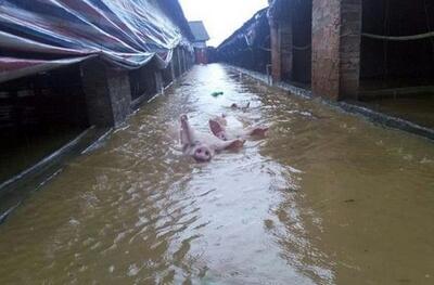 桂林暴雨致16人被困 养猪场内一百多头猪被淹