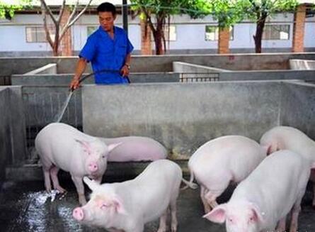 未来1年，猪肉连续下跌，养猪户坚持还是放弃？