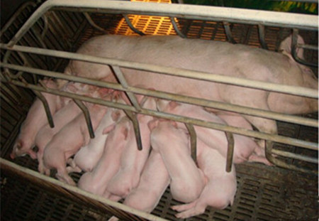 过度的追求出生重和断奶重后为什么猪越来越不好养了？