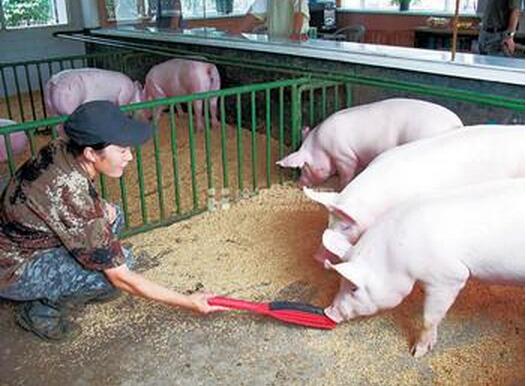 夏季，母猪常喂粗饲料，健康又廉价！