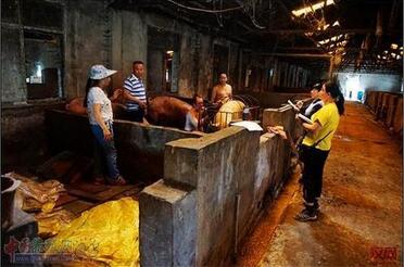 私营养猪场被查扣地沟油和潲水饲料物近1吨