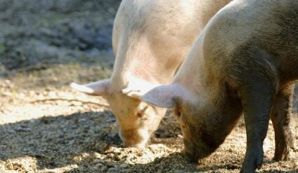 生猪市场已开启红红火火的脚步！7月猪价上涨有望