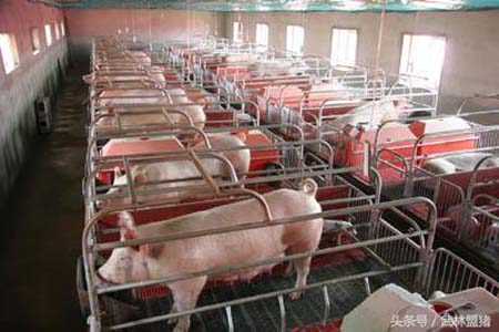 养猪技术：母猪批次生产的妙处，可实现五大好处！