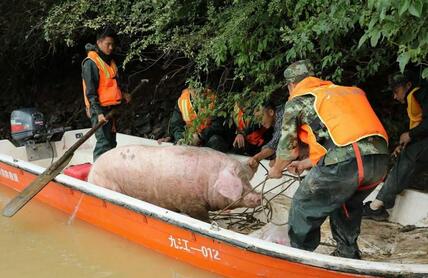 江西300斤母猪被山洪冲到20公里外奇迹生还