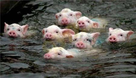 江西连降特大暴雨, 猪场300头猪无师自通游泳逃生