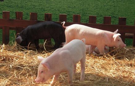 又来！禁养区还要调整，惠州将再减13万头生猪