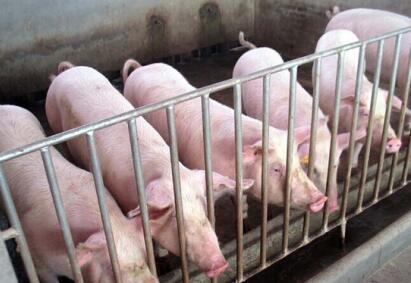 临汾：贫困户建育肥猪集中供养区 每年增收25.6万多元