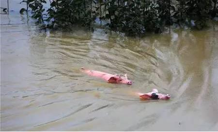 800头猪开启洪荒之力，暴雨中各显神通大逃亡！