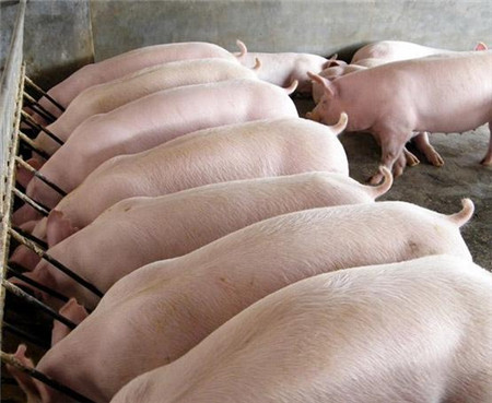 养猪人需知：如何育养大肥猪饲养管理的四大秘诀！