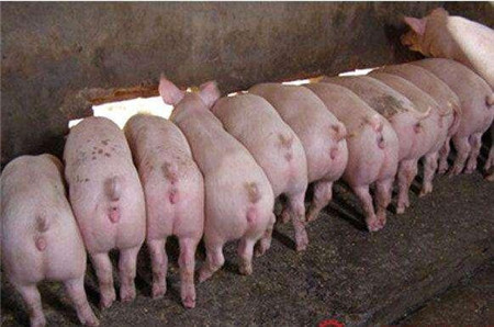想养好猪要注意的几点，猪场管理中几个注意事项