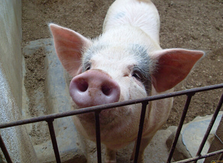 养猪场的建设需要考虑哪些因素？这些一定要牢记！