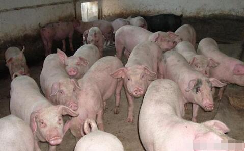 越南猪要求中国打开猪肉市场 美肉难消 中方给出回应
