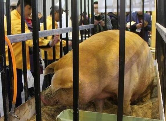 世界第一重猪——1800斤的猪！有人出价30万主人不愿意卖