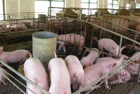 在猪价低迷的情况之下，怎样养猪才能赚到钱呢？