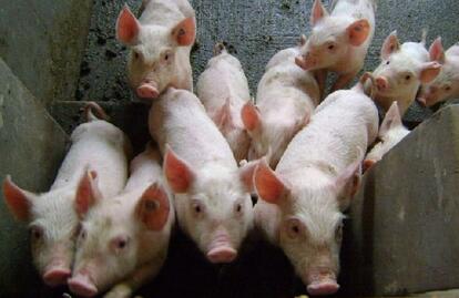 养猪企业营收利润暴减，他们将如何应对“猪周期”下行