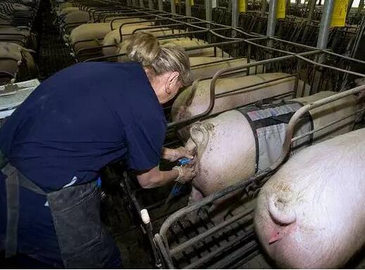 母猪人工授精失败，主要原因在配种员