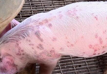 这么典型的猪丹毒病例，您见过吗？