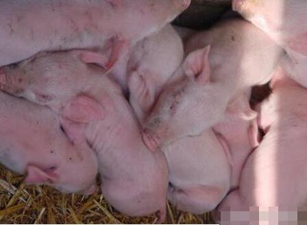 母猪常见繁殖障碍疾病如何有效防控
