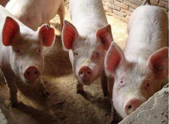 传染性最强的三种猪病，有一头猪发病全群都得预防