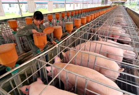 谈养猪过程中的杂料饲喂需要注意的几项问题！