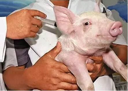 夏天，猪场如何科学、正确使用和保存疫苗