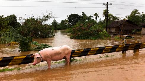 南方暴雨肆虐 面对惨状猪农捶胸顿足，养猪人要挺住！