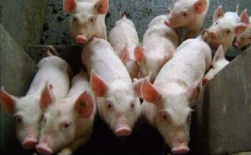 养猪杂谈--介绍一个不用药的养猪方案！
