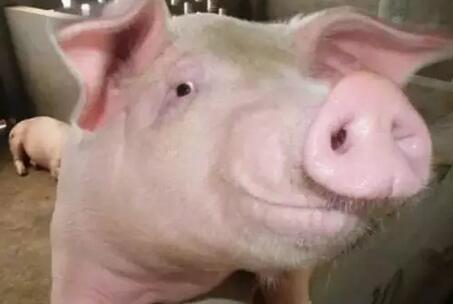 猪传染性胸膜肺炎与猪肺炎的区别