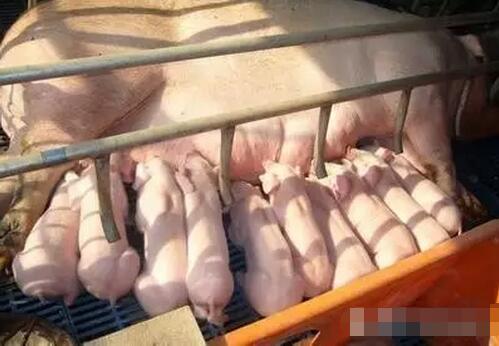 抓好泌乳母猪的饲养管理是实现初生重的重要因素