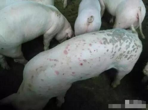 夏季养猪常发的疾病有哪些？如何预防？