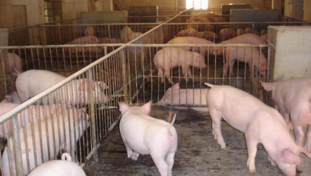 养猪场“预防猪关节肿胀”治疗程序介绍
