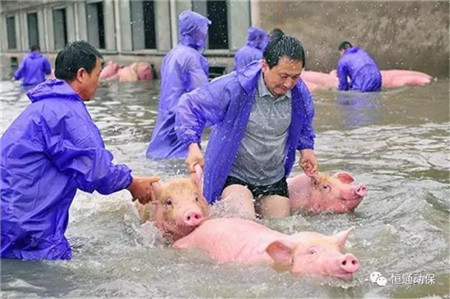 洪水肆虐，猪场猪群健康警报拉响！恒通助您度过难关！