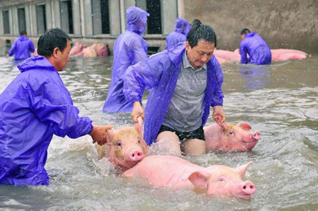 南方地区接连大雨，养猪场要注意这些问题