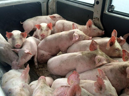 猪场抗生素保健已经成为过去时，现在怎么再给猪做保健？