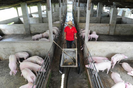 猪场抗生素保健已经成为过去时，现在怎么再给猪做保健？
